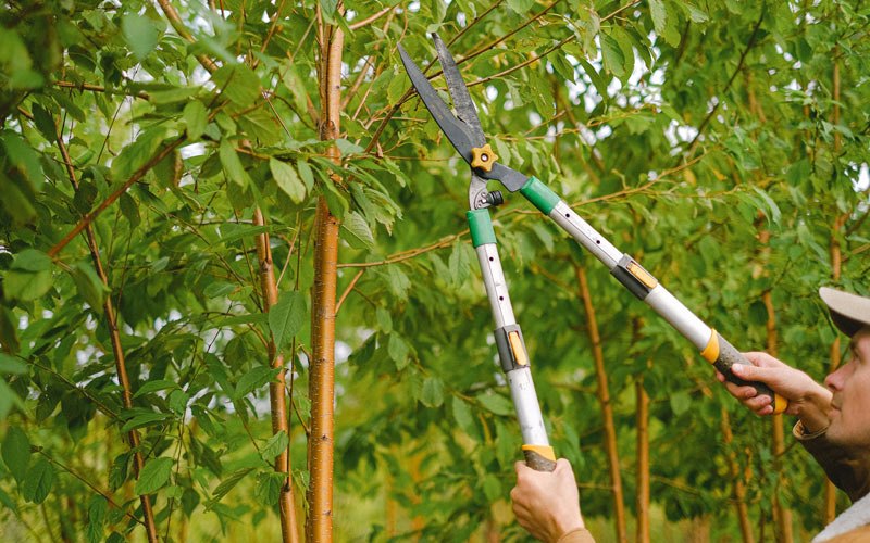 Tree trimming in Wading River, NY